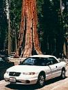 Sequoia Mammutbaum Yosemite  Natl . Park , Kalifornien, Foto: Henning Geiler